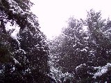 Alberi e cielo