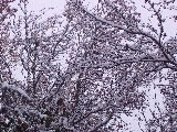 Fronde innev�te