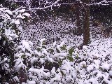Giarino innev�to