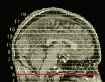 Il cervello