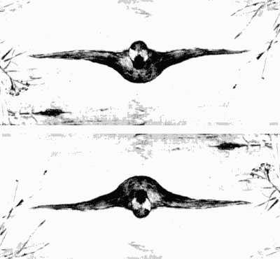 Anatra o cane da caccia?