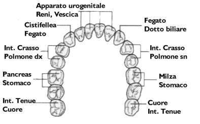 Arcata superiore