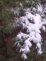 Aghi di pino e neve
