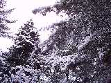 Alberi e cielo