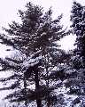Alberi e cielo