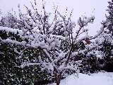 Alberello innevato
