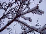 Fronde spoglie cariche di neve