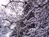 Fronde spoglie cariche di neve