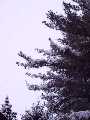 Alberi e cielo