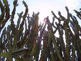 Palermo - Villa Costa - cactus in controluce (4 Agosto '05)