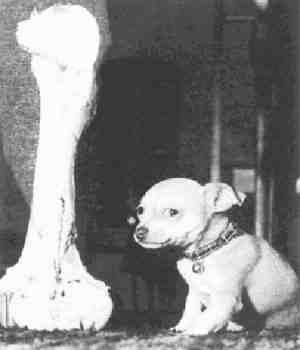 Per immagini pi� grandi, scarica la Presentazione Powerpoint.