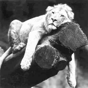 Per immagini pi� grandi, scarica la Presentazione Powerpoint.