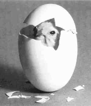 Per immagini pi� grandi, scarica la Presentazione Powerpoint.