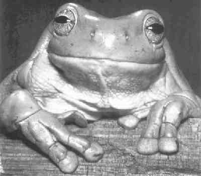 Per immagini pi� grandi, scarica la Presentazione Powerpoint.