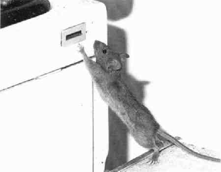 Per immagini pi� grandi, scarica la Presentazione Powerpoint.