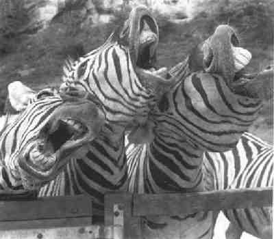 Per immagini pi� grandi, scarica la Presentazione Powerpoint.