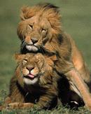 Due leoni.. tromberecci! :-7