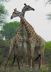 Due giovani giraffe maschi amoreggiano con i colli.