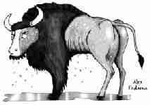 Bisonte + lubrificante