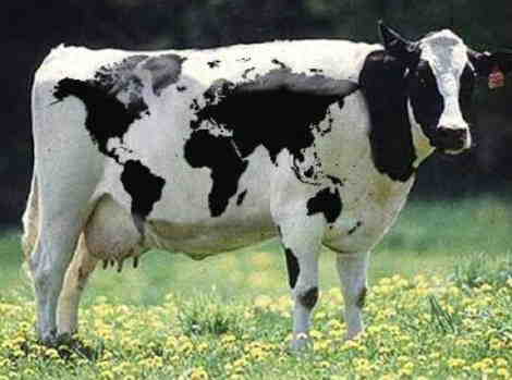 Un.. vaccamondo! :-)