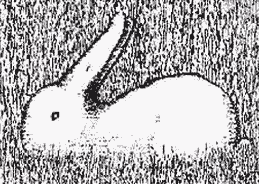 Papera pancia all'aria o coniglio?